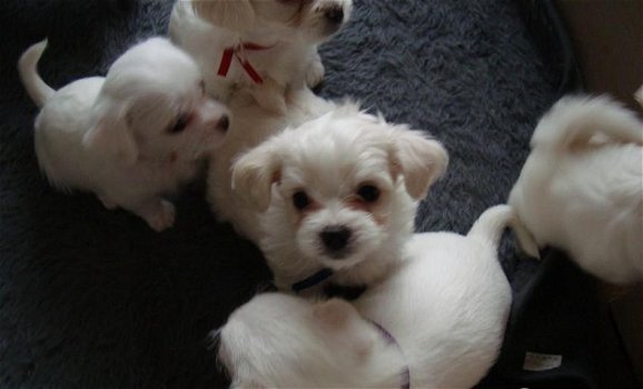 maltezer pups - 1