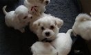 maltezer pups - 1 - Thumbnail