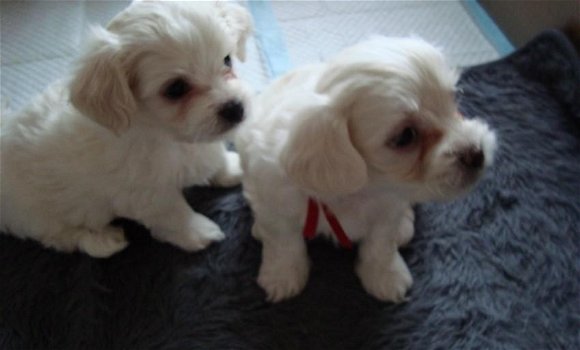 maltezer pups - 2