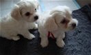 maltezer pups - 2 - Thumbnail