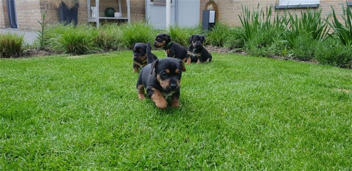 Jack Russel terriër black/tan pups - 0