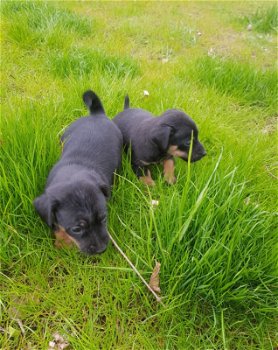 Jack Russel terriër black/tan pups - 1