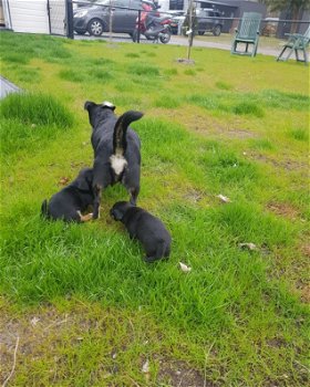 Jack Russel terriër black/tan pups - 2