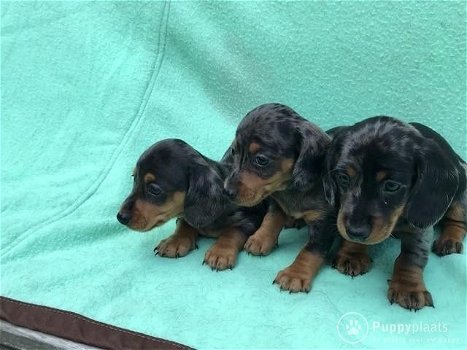 Prachtige kortharige teckel pups, black & tan / merle - 0