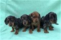 Prachtige kortharige teckel pups, black & tan / merle - 1 - Thumbnail
