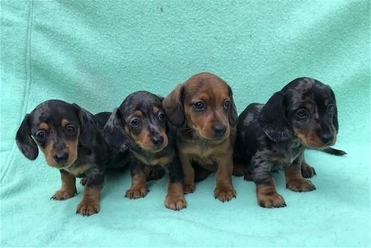 Prachtige kortharige teckel pups, black & tan / merle - 2