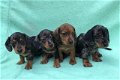Prachtige kortharige teckel pups, black & tan / merle - 2 - Thumbnail
