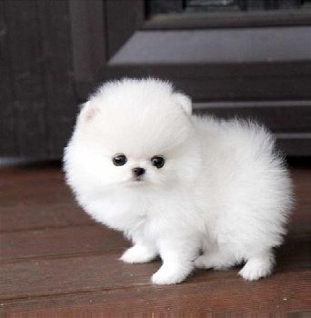 Aanbiddelijke Pomeranian-puppy's beschikbaar - 0