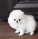 Aanbiddelijke Pomeranian-puppy's beschikbaar - 0 - Thumbnail