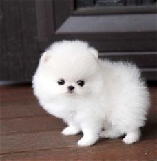 Aanbiddelijke Pomeranian-puppy's beschikbaar