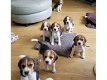 Mooie Beagle-puppy's. - 0 - Thumbnail