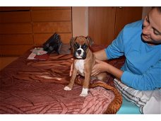 Mooie Boxer Puppies