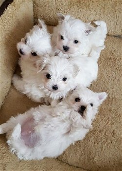 Bichon Maltes-puppy's voor adoptie - 0