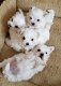 Bichon Maltes-puppy's voor adoptie - 0 - Thumbnail