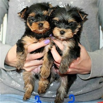 Yorkshire Terrier Mini Toy - 0