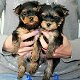 Yorkshire Terrier Mini Toy - 0 - Thumbnail