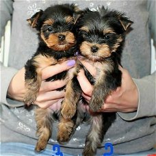 Yorkshire Terrier Mini Toy 