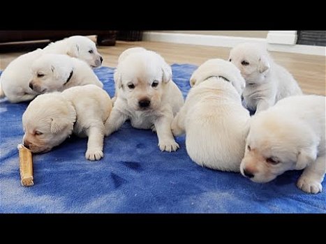 Labrador puppy's cadeau, gratis adoptie - 0