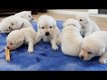 Labrador puppy's cadeau, gratis adoptie - 0 - Thumbnail