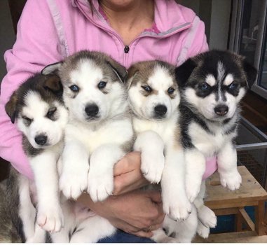Kostbaar geschenk voor Siberische Husky-puppy's - 0