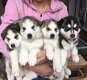 Kostbaar geschenk voor Siberische Husky-puppy's - 0 - Thumbnail