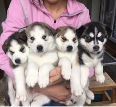 Kostbaar geschenk voor Siberische Husky-puppy's