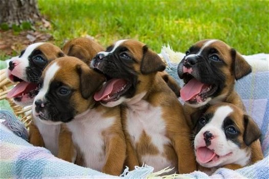 Schattige Boxer Puppies Gift, - 0