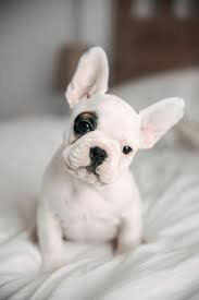 French Bulldog puppies ready now - 0