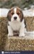 Amazing Beagle Puppies, - 0 - Thumbnail