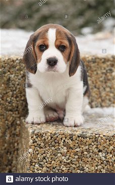 Amazing Beagle Puppies,