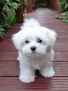 Bichon Maltese Puppies are vet checked, - 0