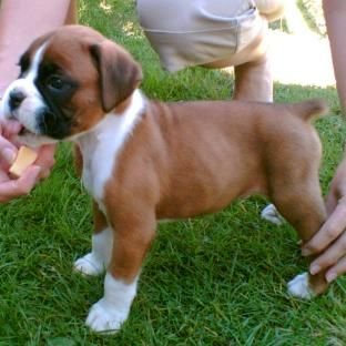 Adorable gift boxer puppies, - 0