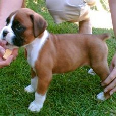 Adorable gift boxer puppies,