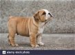 we have french bulldog puppies ready now, - 0 - Thumbnail