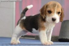 Gift precious puppies Beagle for adoption