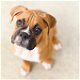 Adorable gift boxer puppies, - 0 - Thumbnail