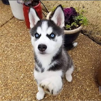 Speelse Siberische husky puppy's te koop - 0