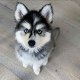 Speelse Siberische husky puppy's te koop - 2 - Thumbnail