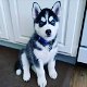 Speelse Siberische husky puppy's te koop - 3 - Thumbnail