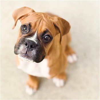 Adorable gift boxer puppies, - 0