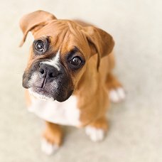 Adorable gift boxer puppies,