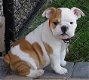 Precious gift French bulldog different litters of French bulldog puppies, - 0 - Thumbnail