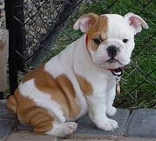 Precious gift  French bulldog different litters of French bulldog puppies, 