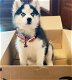 Speelse Siberische husky puppy's te koop WhatsApp +31685615876 - 0 - Thumbnail