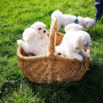 Speelse Maltese pups te koop whatsapp +31685615876 - 0