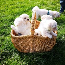 Speelse Maltese pups te koop whatsapp +31685615876