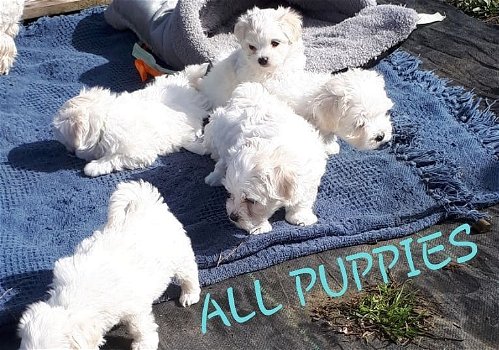 Speelse Maltese pups te koop whatsapp +31685615876 - 1