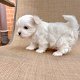 Speelse Maltese pups te koop whatsapp +31685615876 - 2 - Thumbnail