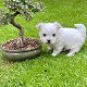 Speelse Maltese pups te koop whatsapp +31685615876 - 3 - Thumbnail