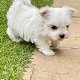 Speelse Maltese pups te koop whatsapp +31685615876 - 4 - Thumbnail
